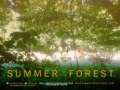 Summer in the Forest poster